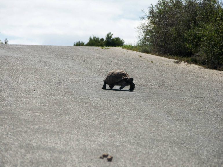 Schildkröte im Addo Elephant Park