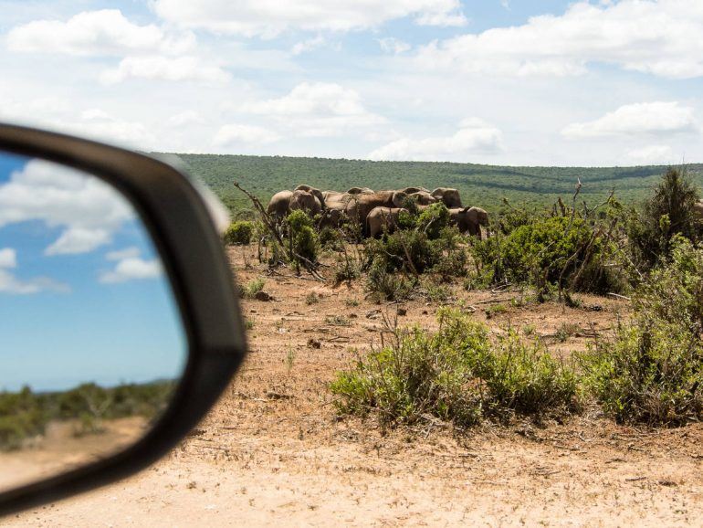 Addo Elephant Park