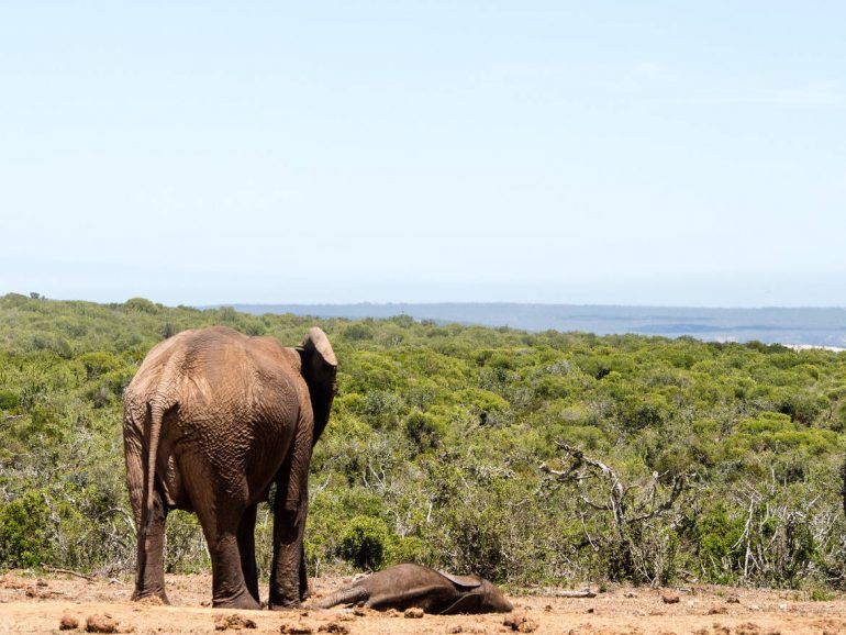 Elefant mit Baby im Addo Elephant Park