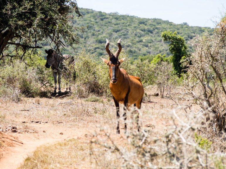 Zebra im Addo Elephant Park