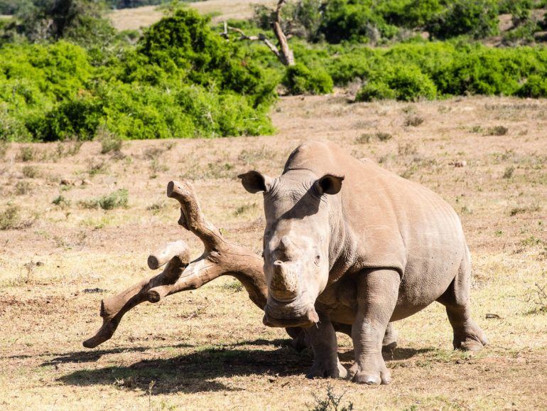 Nashorn im Schotia Game Reserve