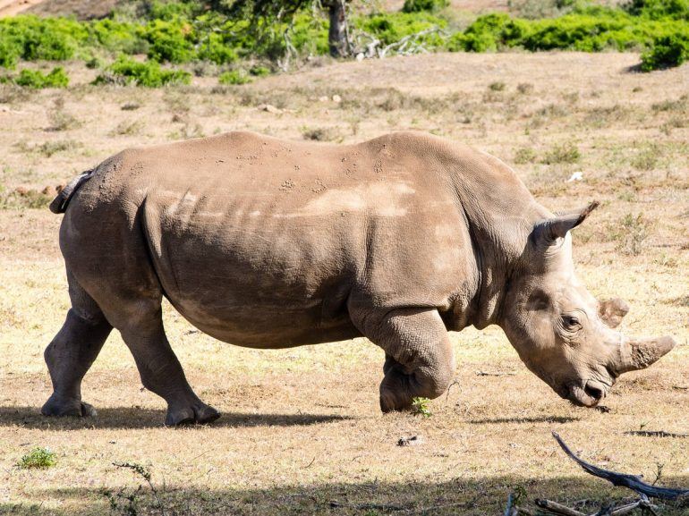 Nashorn im Schotia Private Game Reserve