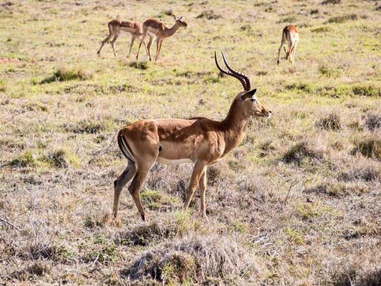 Tier im Schotia Private Game Reserve