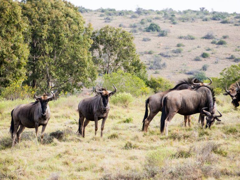 Gnu Herde im Schotia Private Game Reserve