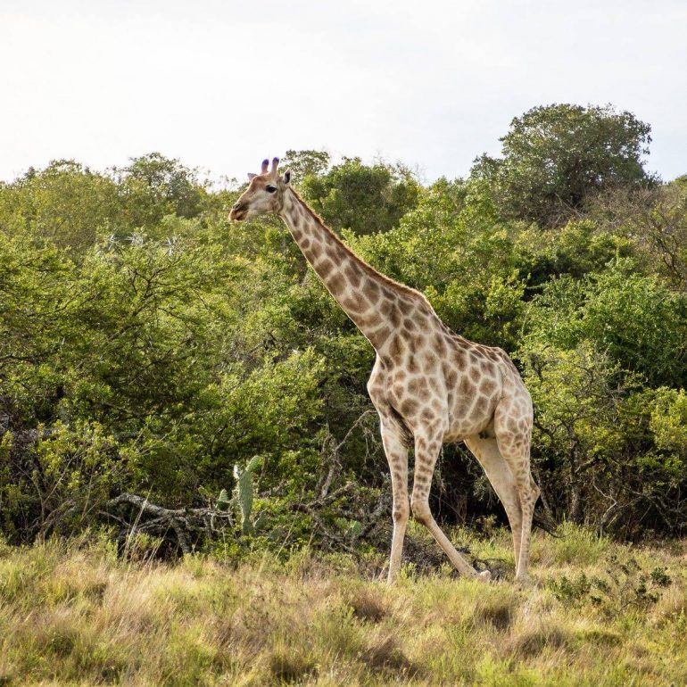 Giraffe im Schotia Private Game Reserve