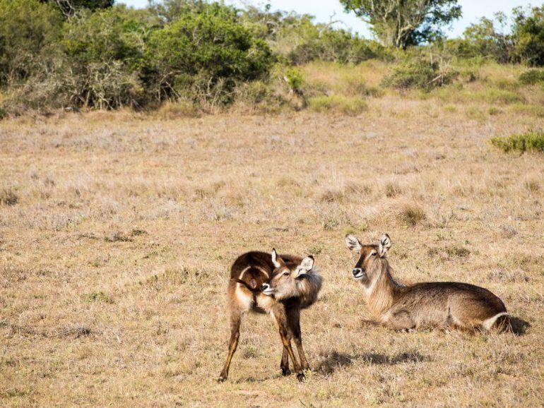 Tiere im Schotia Private Game Reserve