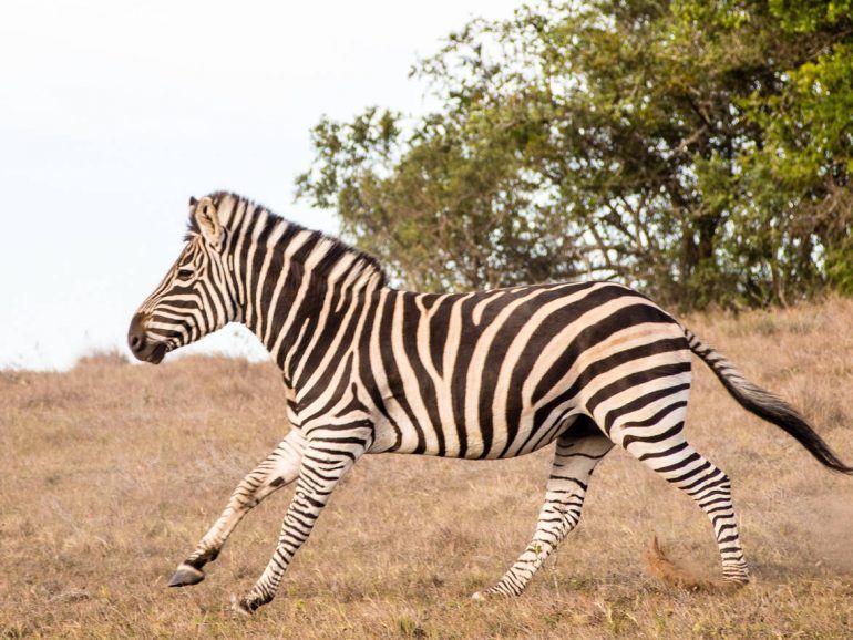 Laufendes Zebra im Schotia Private Game Reserve