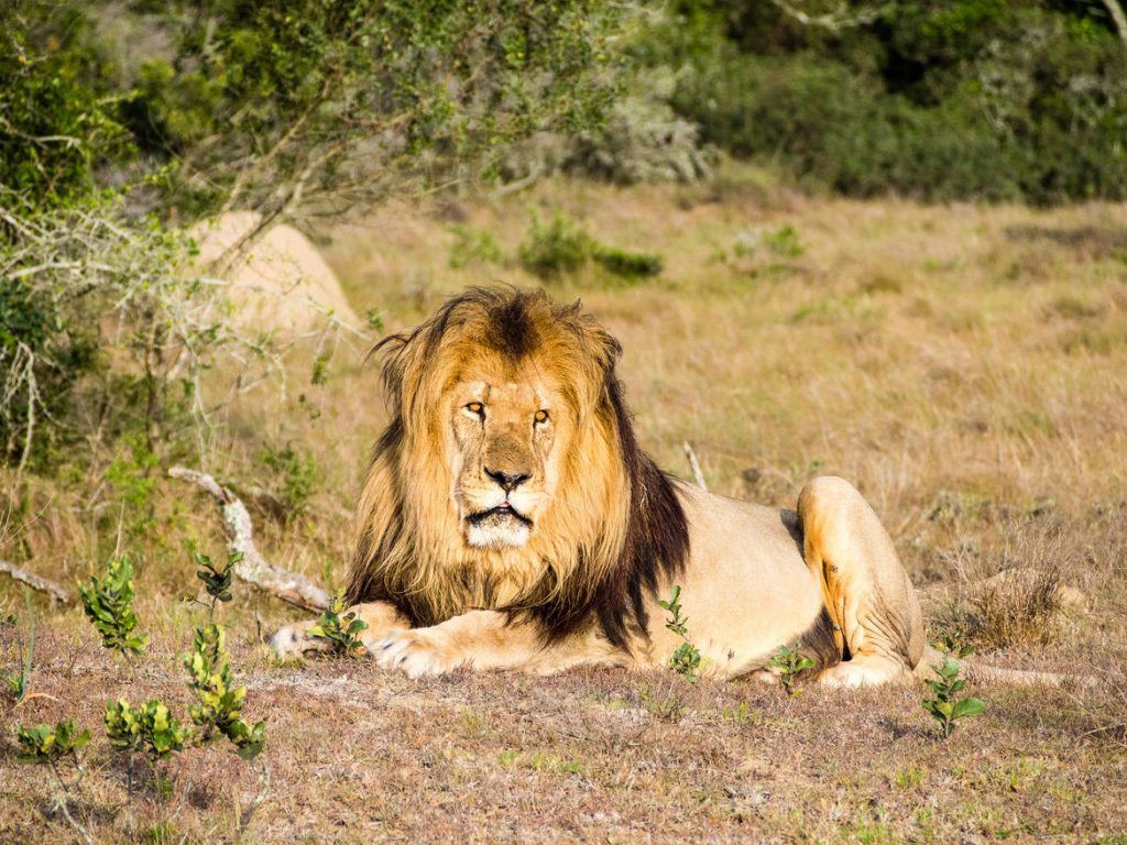 Löwe im Schotia Private Game Reserve