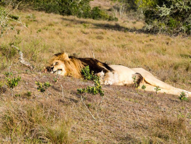 Schlafender Löwe im Schotia Private Game Reserve
