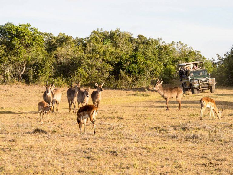 Tiere im Schotia Private Game Reserve