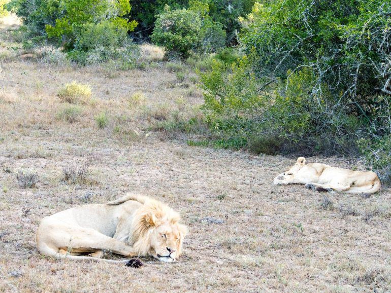 Löwen im Schotia Private Game Reserve