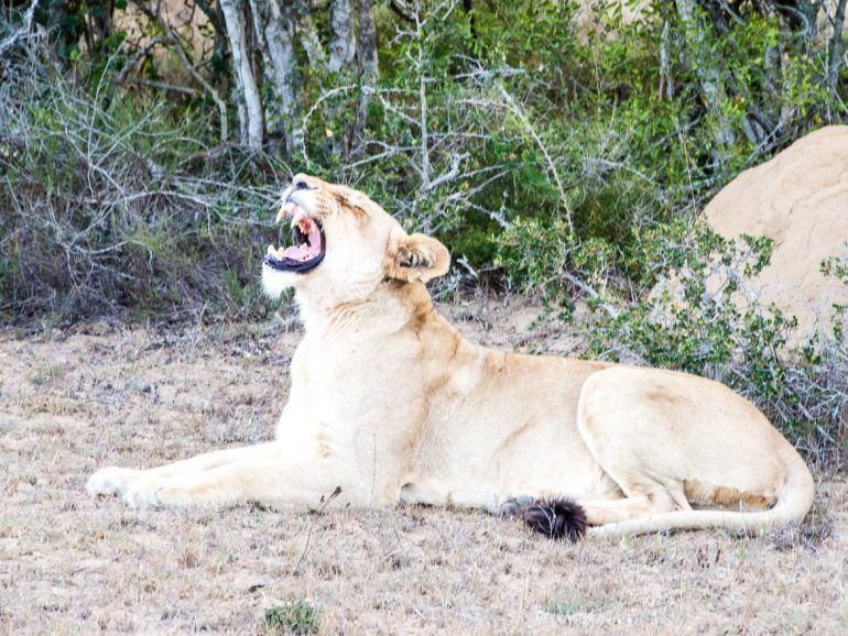 Löwin im Schotia Private Game Reserve