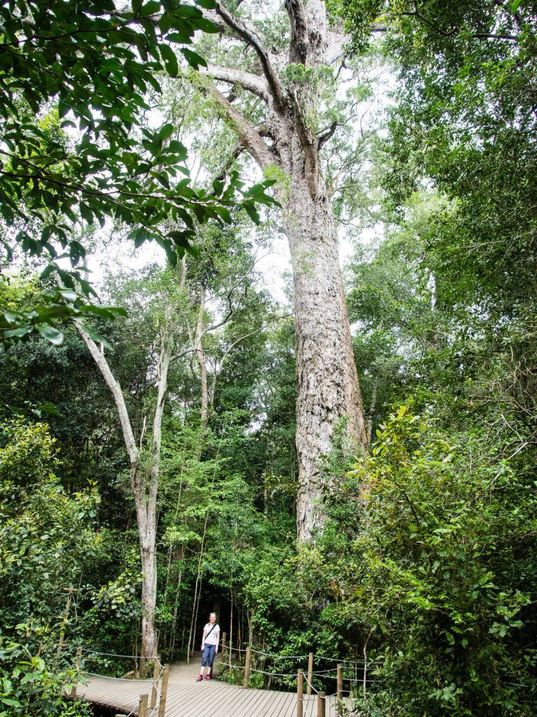 The Big Tree im Tsitsikamma Nationalpark