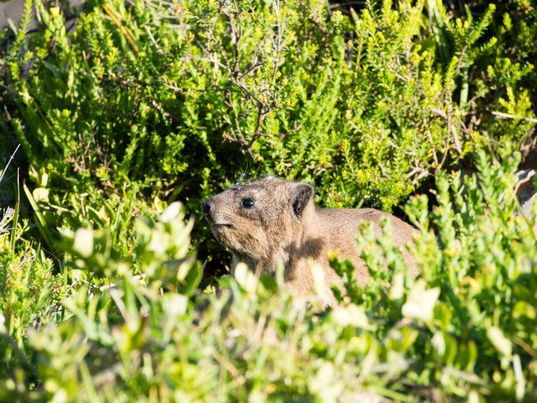 Dassie im Tsitsikamma Nationalpark