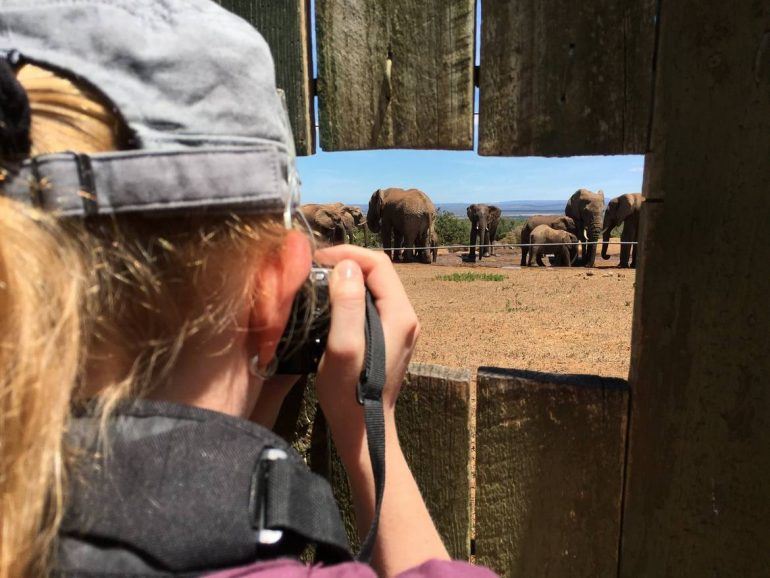 Elefanten im Addo Elephant Park