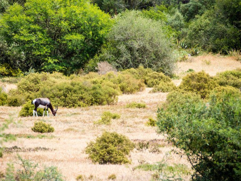 Bontebok National Park