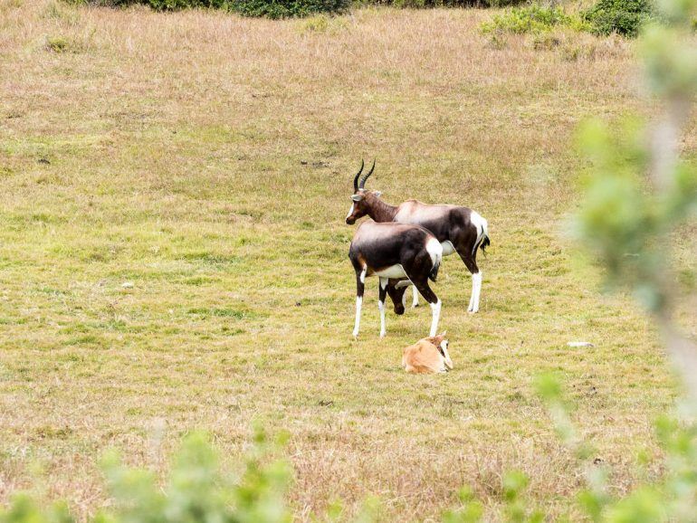 Bonteböcke im De Hoop Nature Reserve