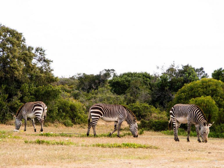 Zebras im De Hoop Nature Reserve