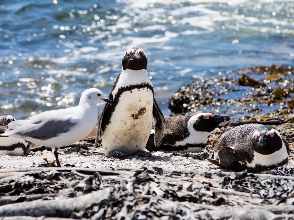 Pinguine Betty's Bay