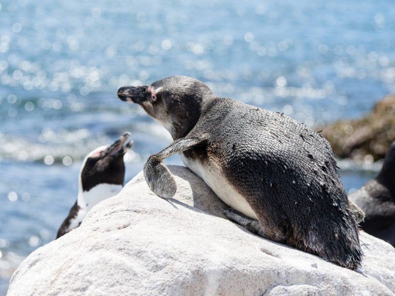 Pinguine Betty's Bay