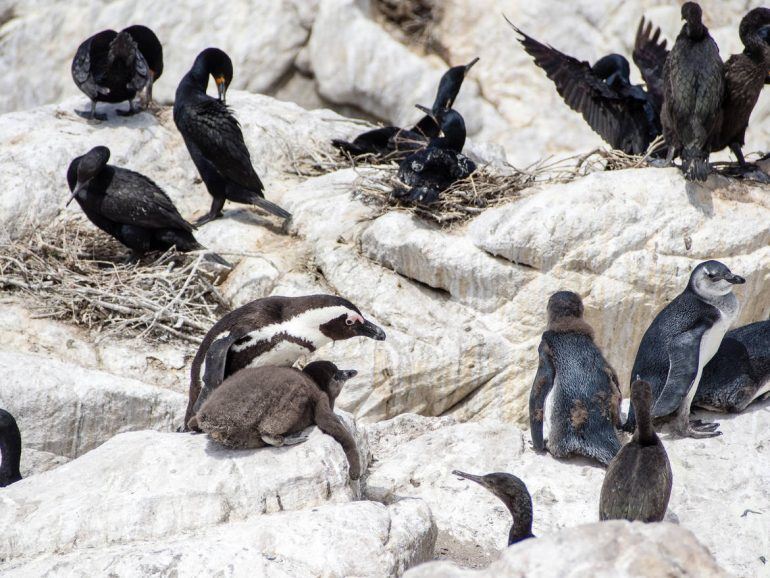 Pinguine Betty's Bay