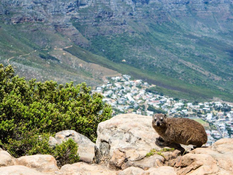 Dassie auf dem Lion's Head