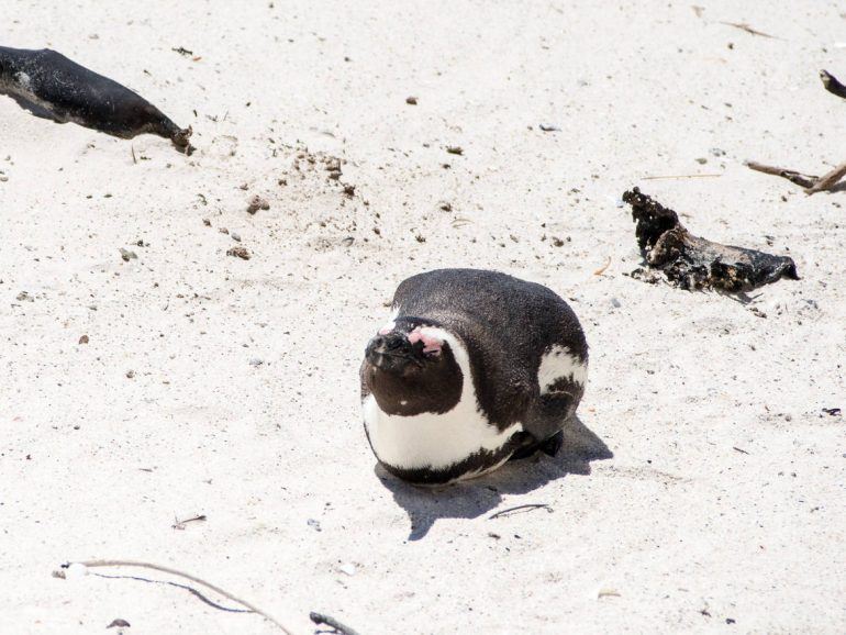 Einzelner Pinguin in Simon's Town auf der Kap-Halbinsel