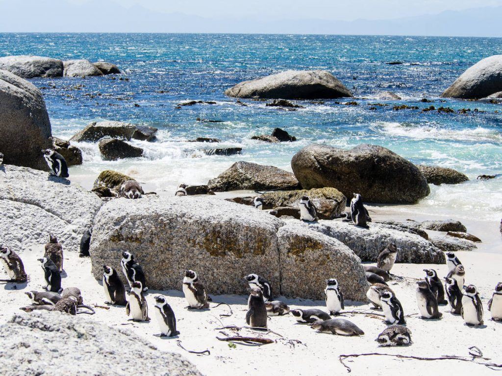 Pinguine in Simon's Town auf der Kap-Halbinsel