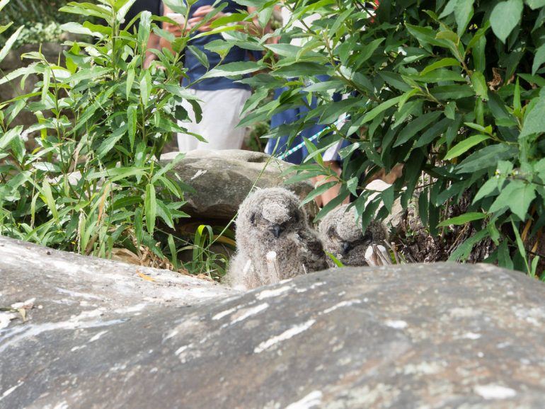 Eulen Küken im Kirstenbosch