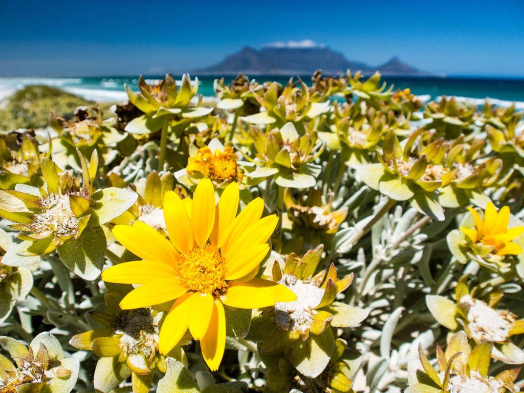 Tafelberg in Kapstadt