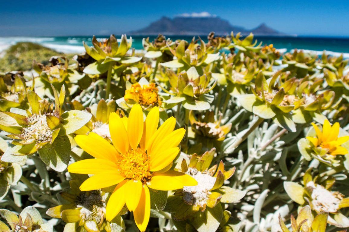 Tafelberg in Kapstadt