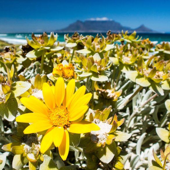 Tafelberg in Kapstadt