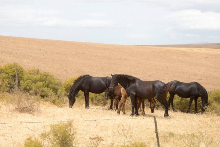 Pferde auf dem Weg zum De Hoop Nature Reserve