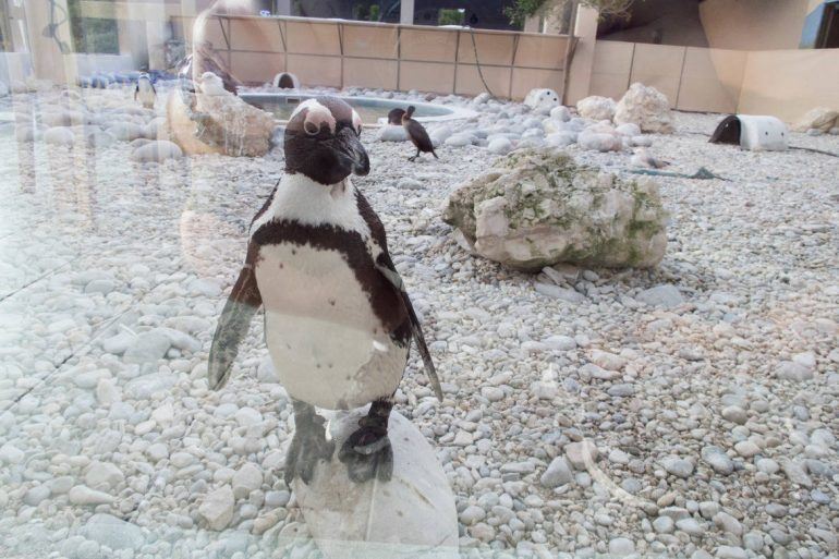 Pinguin in der Auffangstation in Gansbaai