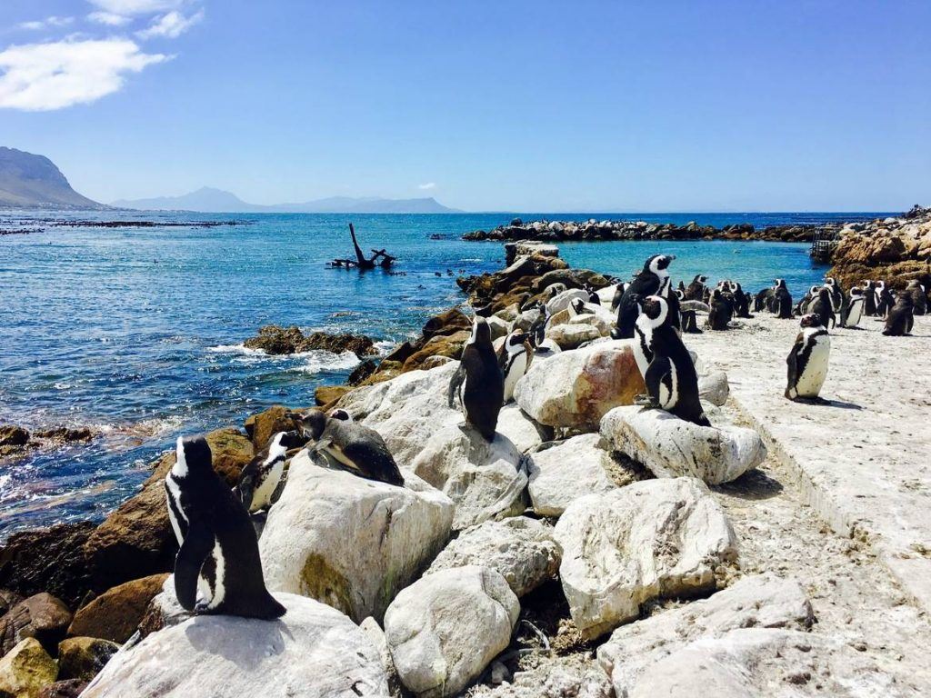 Pinguine bei Betty's Bay