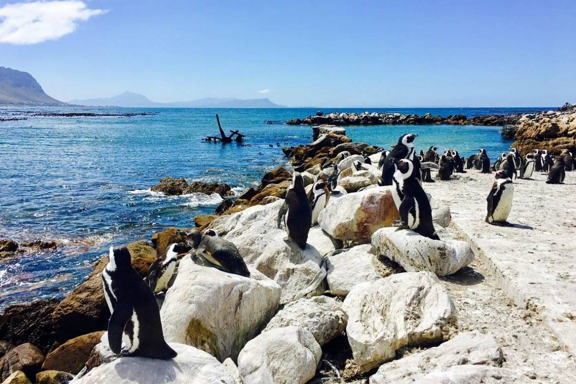 Pinguine bei Betty's Bay