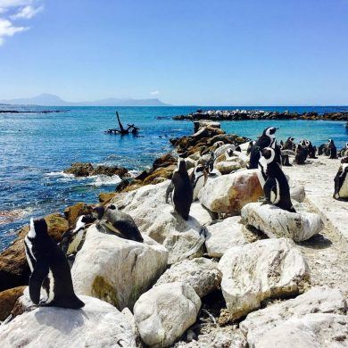 Pinguine bei Betty's Bay