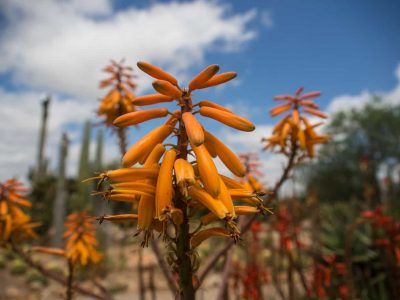 Botanicactus auf Mallorca