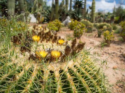 Botanicactus auf Mallorca