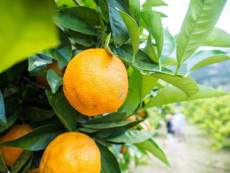 Orangenbaum auf der Ecovinyassa in Soller auf Mallorca