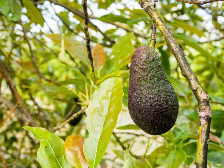 Avocadobaum auf der Ecovinyassa in Soller auf Mallorca