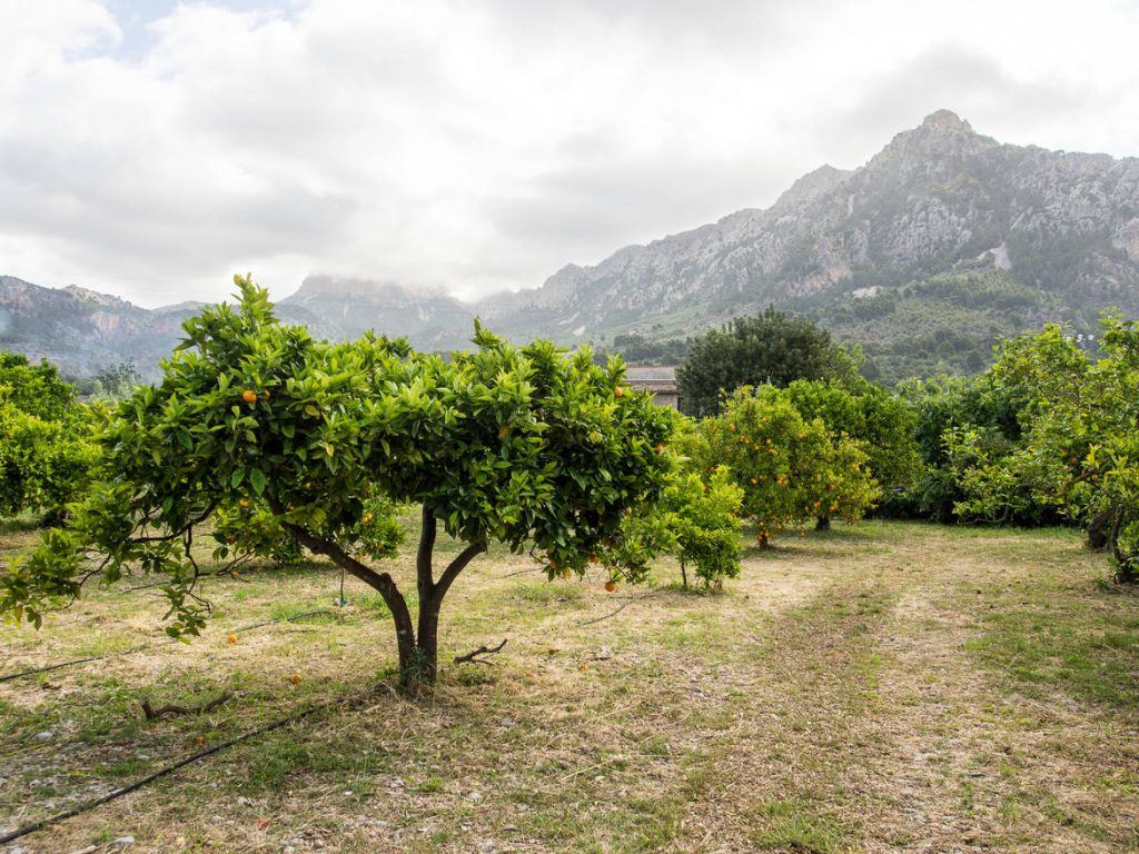 Ecovinyassa in Soller auf Mallorca