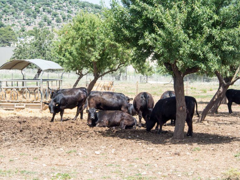 Black Angus Rinder auf Mallorca