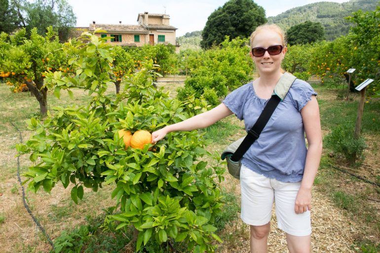 Ecovinyassa in Soller auf Mallorca