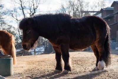 Pferd im Skansen, Stockholm