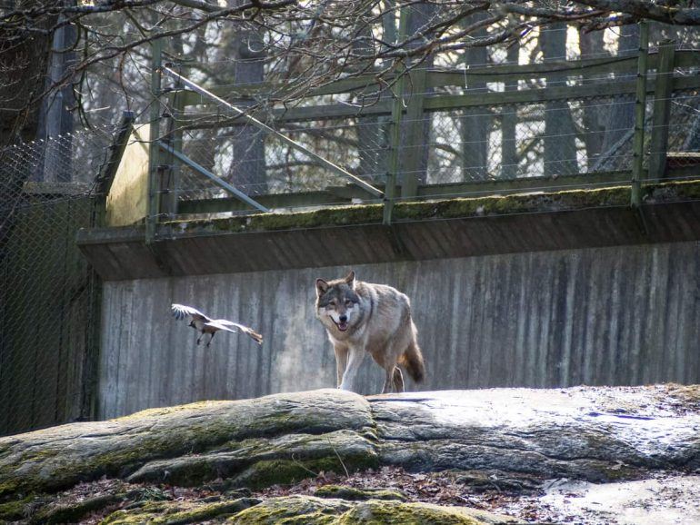 Wolf in Skansen in Stockholm