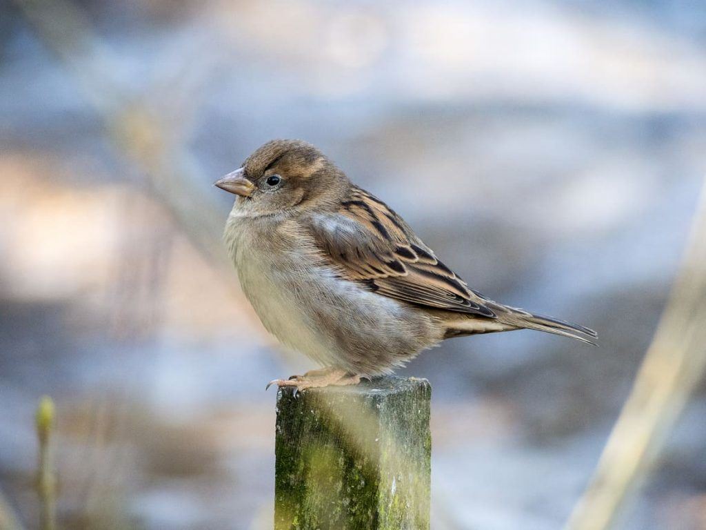 Vogel in Skansen in Stockholm