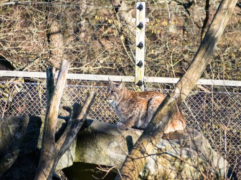 Luchs in Skansen in Stockholm