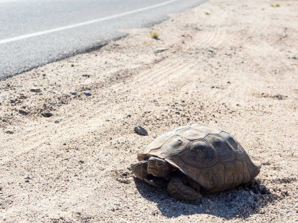 Schildkröte im Joshua Tree Nationalpark