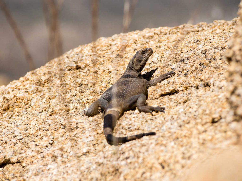 Chuckwalla im Joshua Tree Nationalpark